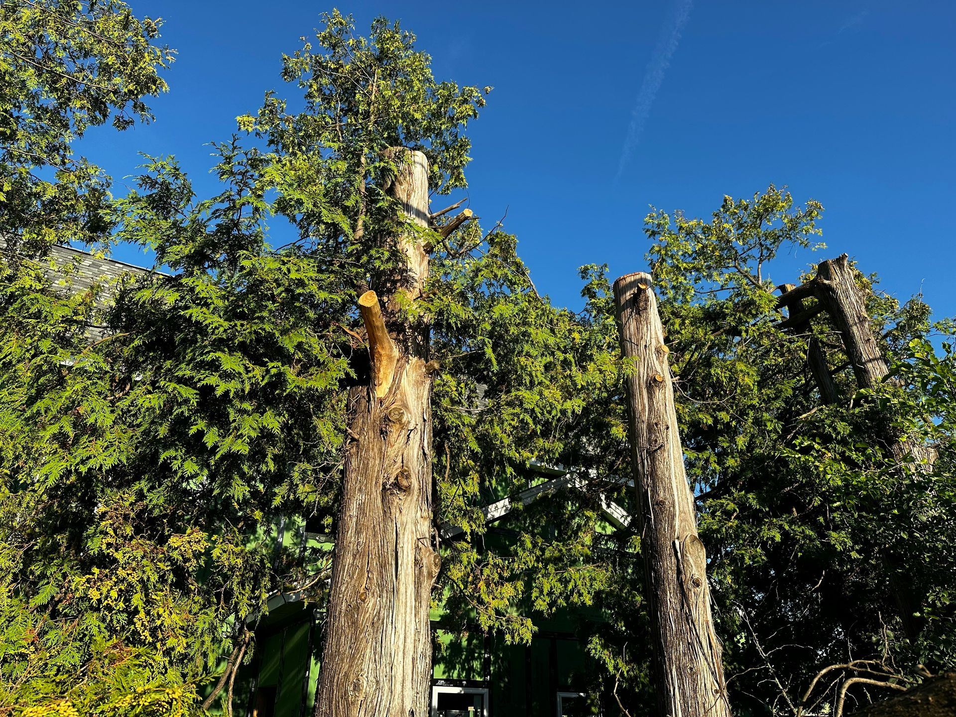 a couple of trees that are standing in the dirt