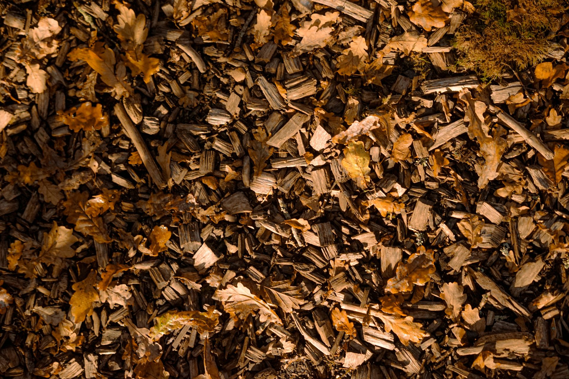 Fallen autumn leaves and wood chips on the ground